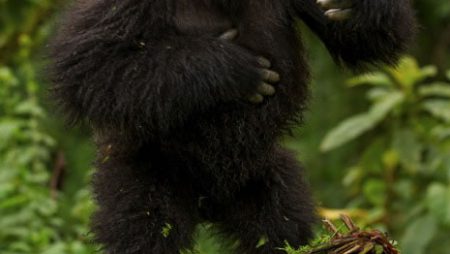 Affordable Gorilla Tours in Uganda