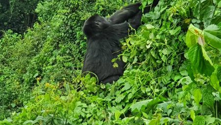 How to Visit Mountain Gorillas in Uganda